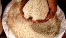 برنج‌های دولتی توزیعی در بازار، هندی و پاکستانی هستند