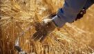 خرید ۲۰ هزار تن گندم از کشاورزان خوزستانی