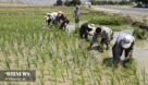 پرداخت بیش از یک هزار میلیارد ریال خسارت به کشاورزان خوزستان