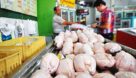 دولت سریعا واردات مرغ را متوقف کند| اجازه صادرات جوجه های مازاد داده شود