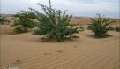 ۲۲ هزار هکتار عرصه نهالکاری خوزستان در آستانه خشک شدن است