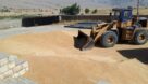 عملیات حمل گندم تولیدی خوزستان به استان‌های نیازمند شروع شد