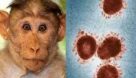 آنچه باید درباره آبله میمون بدانید/ بیماری با قدمتی ۵۰ ساله
