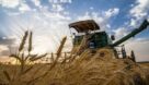 تولید یک میلیون و ۶۵۰ هزار تن گندم در خوزستان