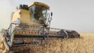 برداشت خوشه‌های طلایی گندم در شکرستان ایران آغاز شد