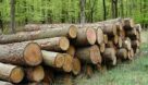 تشکیل ۷۶ پرونده قاچاق چوب و زغال جنگلی در خوزستان