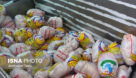 توزیع ۷۸ تن مرغ و گوشت بین مواکب اربعین در خوزستان