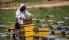 خوزستان رتبه هشتم تولید عسل در کشور را دارد