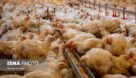 افزایش ۱۱ درصدی جوجه‌ریزی در مرغداری‌های خوزستان