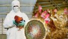 آنفولانزای فوق حاد پرندگان، ویروسی پیچیده و درحال تکامل