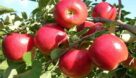 کاهش ۷۰درصدی صادرات سیب ایران به بازارهای جهانی| روان سازی صادرات محصولات باغی الزامی است