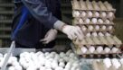 صادرات ۳۰ هزار تن تخم‌مرغ در سال جاری