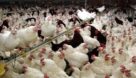 مرغ گران می شود| سود حاصل از حذف یارانه ها را دولت برد و زیانش نصیب مرغداران شد