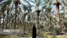 ردیابی آفت سرخرطومی در بیش از ۲ هزار هکتار از نخلستان‌های خرمشهر
