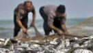 ممنوعیت صید ماهی در خوزستان