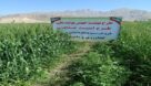 جهاد برای افزایش تولید و حفظ امنیت غذایی در باغملک