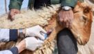 واکسیناسیون رایگان ۴ میلیون راس دام سبک علیه طاعون در خوزستان
