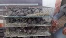 جلوگیری مرزبانی خوزستان از قاچاق ۱۵۵ پرنده زینتی بومی منطقه