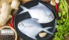 ممنوعیت ۴۵ روزه صید ماهی حلوا سفید در صیدگاه‌های شمال غرب خلیج فارس