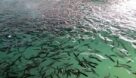 رهاسازی بیش از دو میلیون بچه ماهی در تالاب‌های شادگان و هورالعظیم