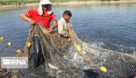 صید ماهی حلوا سفید در صیدگاه‌های خوزستان از سرگرفته شد