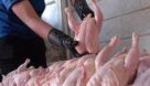 کشف کارگاه غیر مجاز بسته بندی آلایش مرغ در اهواز