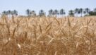 ۲۲ برابر شدن ارزش گندم خریداری شده از کشاورزان