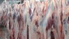 افزایش ۴۰درصدی کشتار دام در نیمه دوم پاییز؛ به زودی قیمت گوشت گوساله منطقی می شود