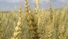 توزیع ۱۴ هزار تن گندم بذری در خوزستان