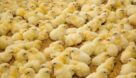 افزایش جوجه ریزی در مرغداری‌ های خوزستان