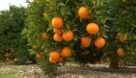پیگیری برای ثبت جهانی پرتقال دزفول