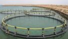 توسعه اقتصاد دریامحور خوزستان با پرورش ماهی در قفس