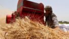 خرید بیش از ۷۷۰ هزار تن گندم ‌از کشاورزان خوزستانی
