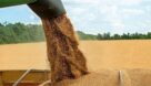 برداشت بیش از ۲۳ هزار تن گندم در خوزستان