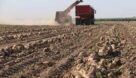 برداشت حدود ۶۰ هزار تن چغندر قند از مزارع خوزستان