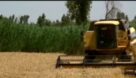 خرید بیش از یک میلیون و ۶۰۰ هزار تن گندم در خوزستان