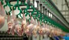 توزیع روزانه ۳۰۰ تن مرغ کشتار روز در بازار خوزستان